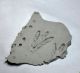 fossile